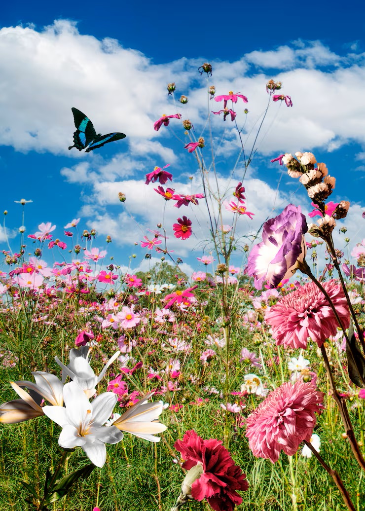 SETEMBRO - cena-de-primavera-com-flores-e-borboletas_freepick